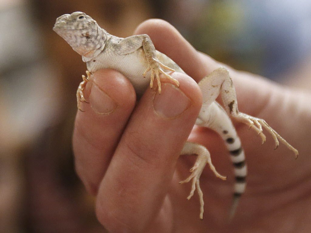 Lizard